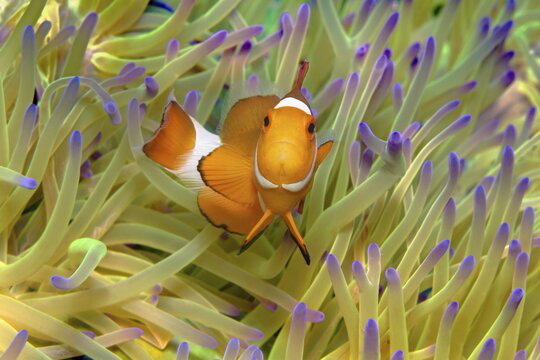 Similan Islands